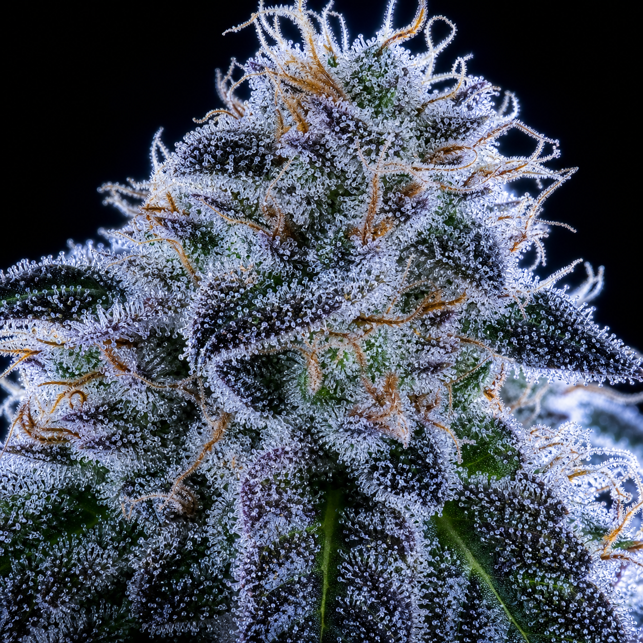 Flash Frozen Cured cannabis flower, premium scientific process